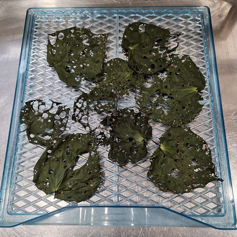 Kawakawa dried