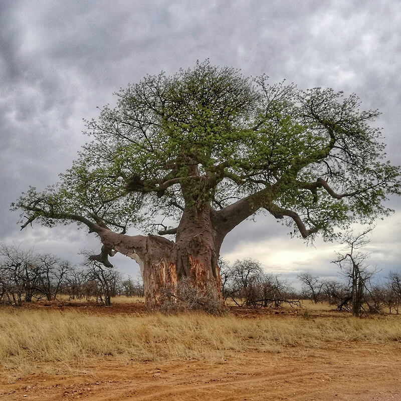 Baobab Tree