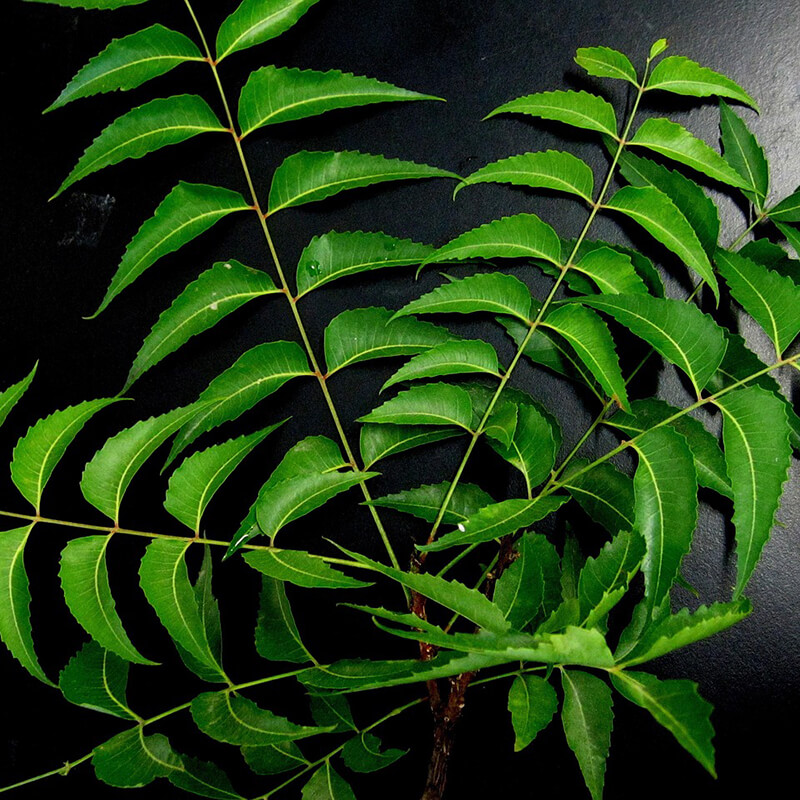 Neem Leaves