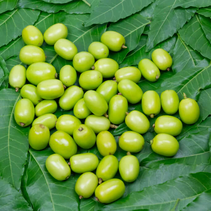 Neem Seeds