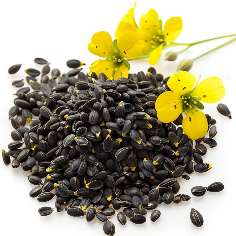 Canola Seeds