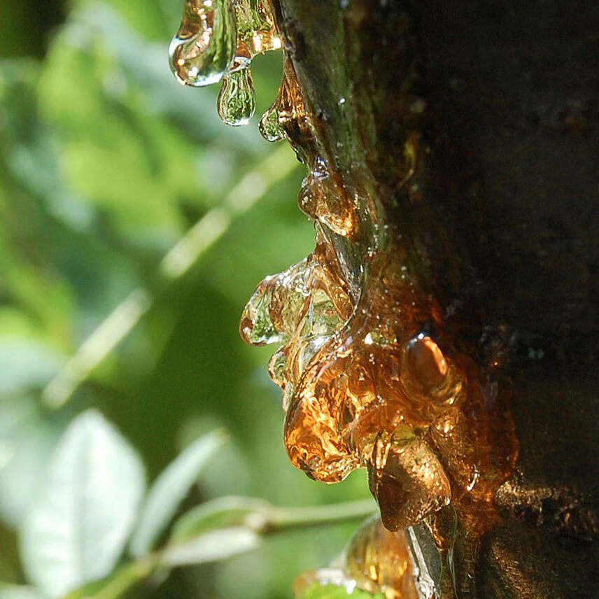 Copaiba Balsam Resin