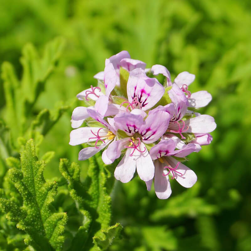 Geranium