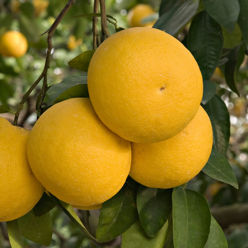 Grapefruit