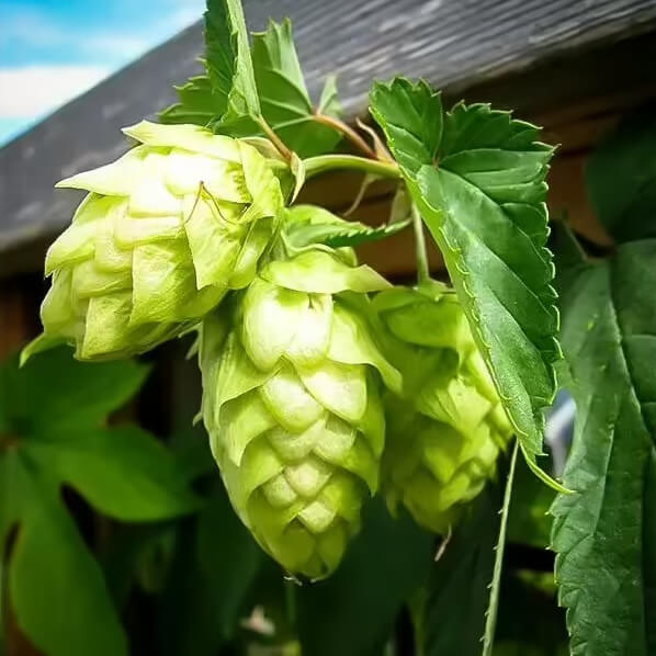 Hop Flowers