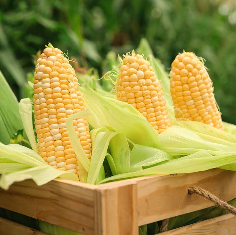 Corn