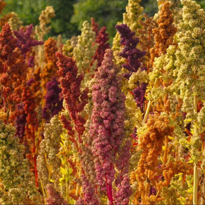 Quinoa