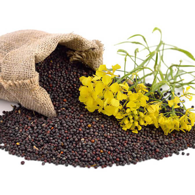 Rapeseeds