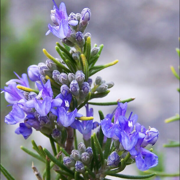 Rosemary Flowering