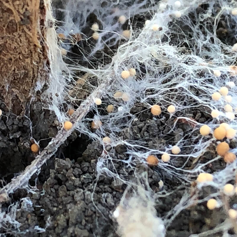 Sclerotium Fungi