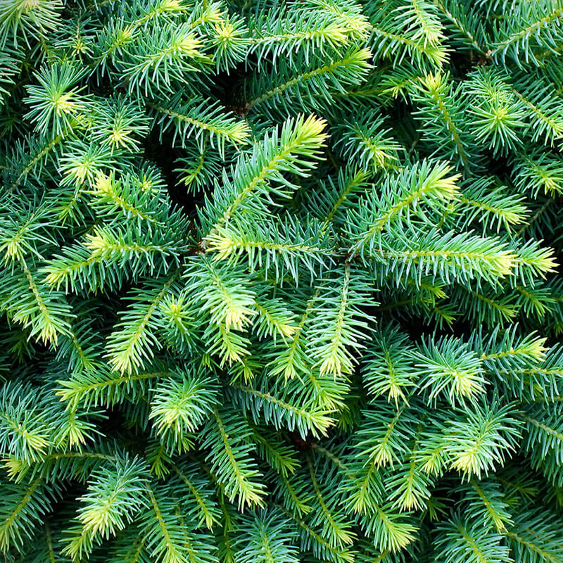 Siberian Fir