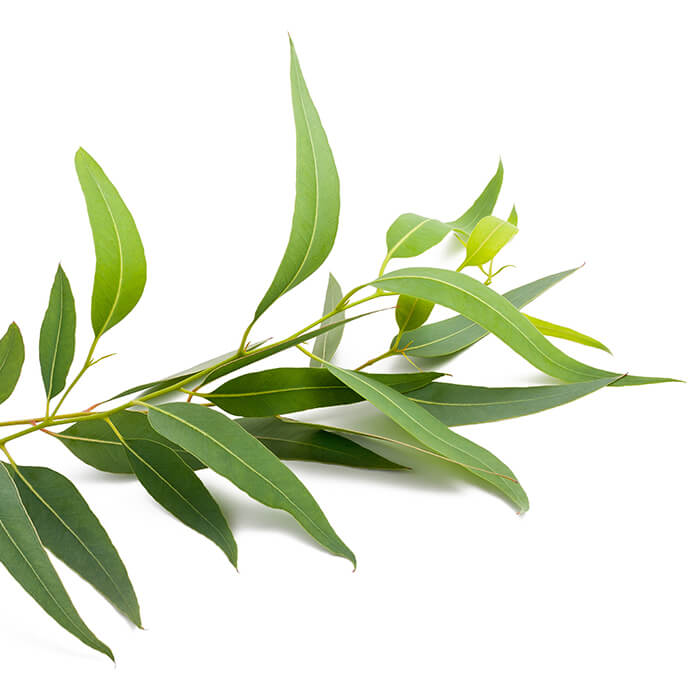 Tea Tree