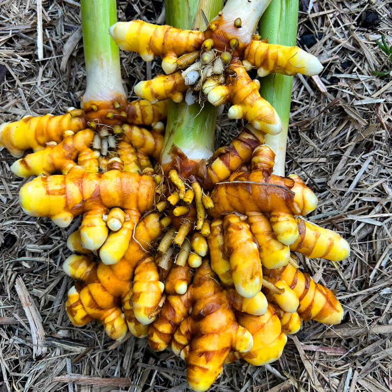 Turmeric