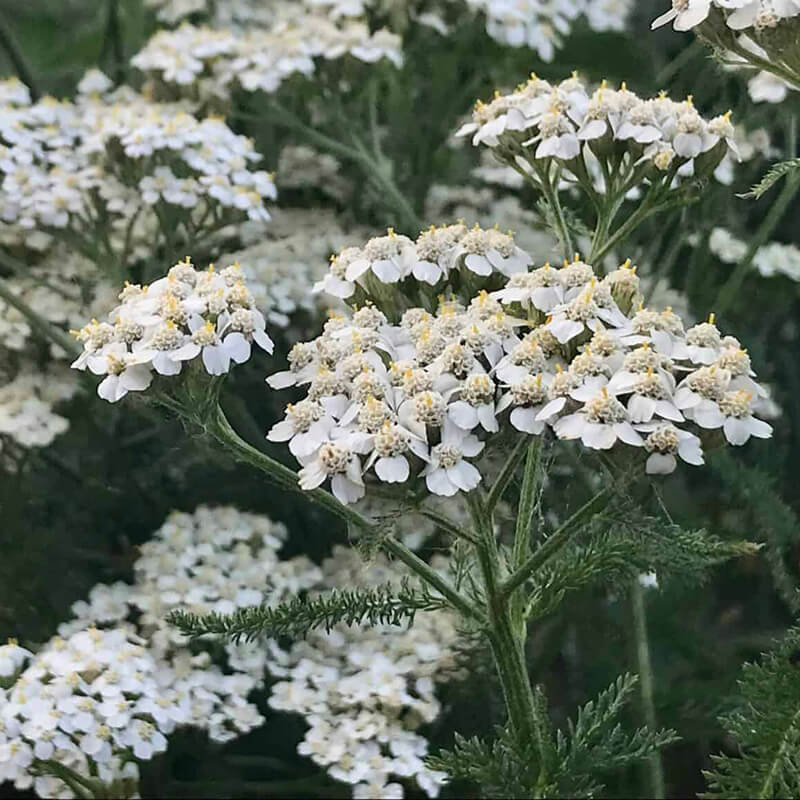 Yarrow